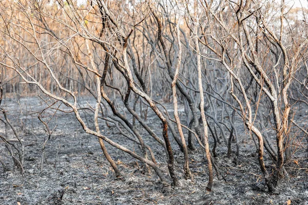 Árboles Arbustos Quemados Por Incendios Forestales Selva Tropical Del Parque — Foto de Stock