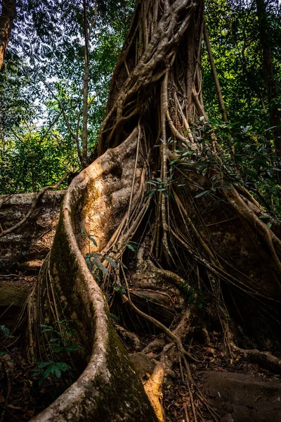 Pół Ciała Wielkiego Starego Pnia Drzewa Wewnątrz Głębokiego Tropikalnego Lasu — Zdjęcie stockowe