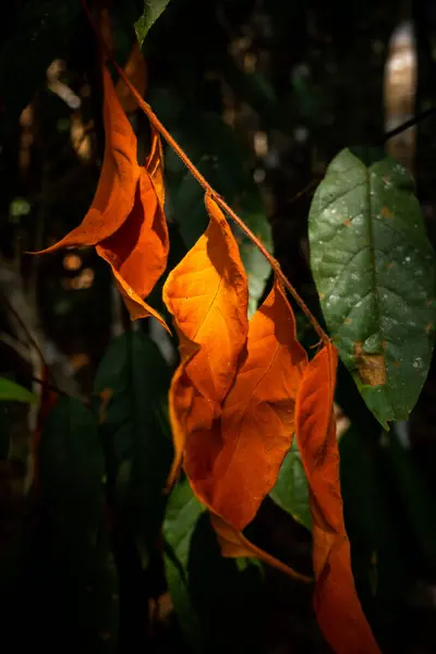 Enger Fokus Auf Gesättigte Orangefarbene Blätter Die Das Sonnenlicht Auf — Stockfoto