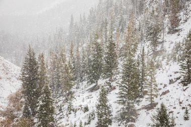 Pine woods on mountain slope inside Yellowstone National Park, Wyoming, USA covered by snow in early season of winter.