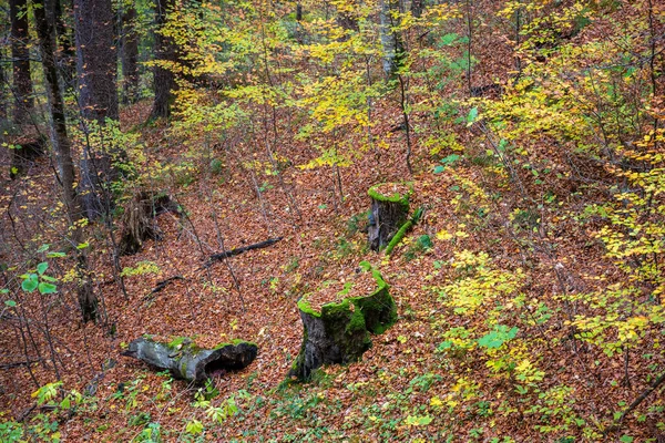 秋には紅葉に覆われた丘の斜面に木を切る — ストック写真