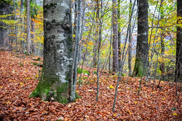 Alte Bäume Berghang Herbst Mit Roten Blättern Des Tropischen Waldes — Stockfoto