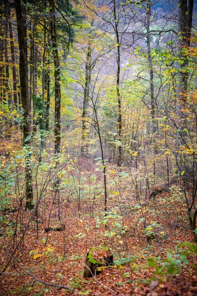 Bäume Tropischen Wald Berghang Herbst Mit Roten Blättern Bedeckt — Stockfoto