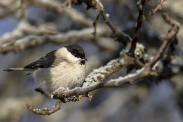 Küçük kuş - Marsh baştankara (Poecile (günah. Parus) palustris).