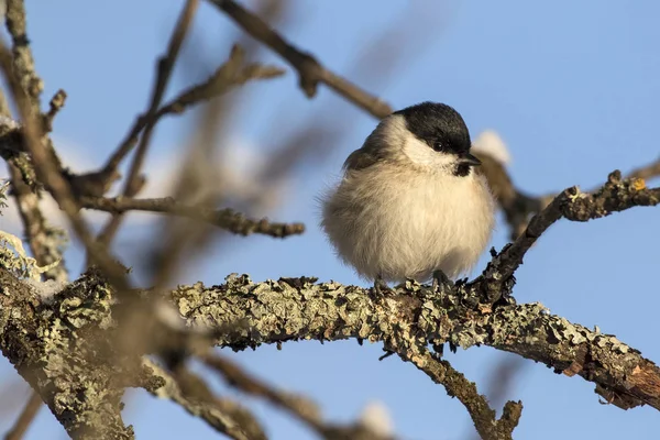 Küçük kuş - Marsh baştankara (Poecile (günah. Parus) palustris). 
