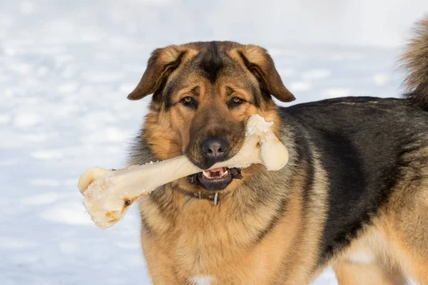 Hund med ben i munnen Stockbild