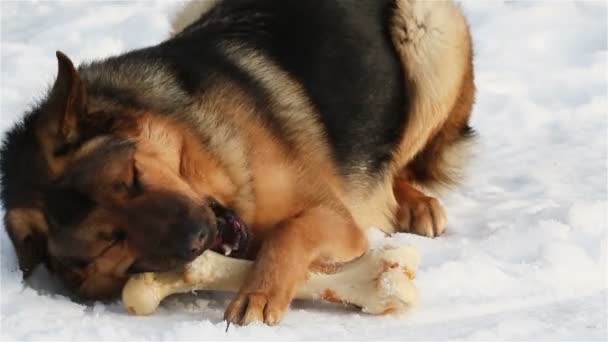 Dog gnawing bone — Stock Video