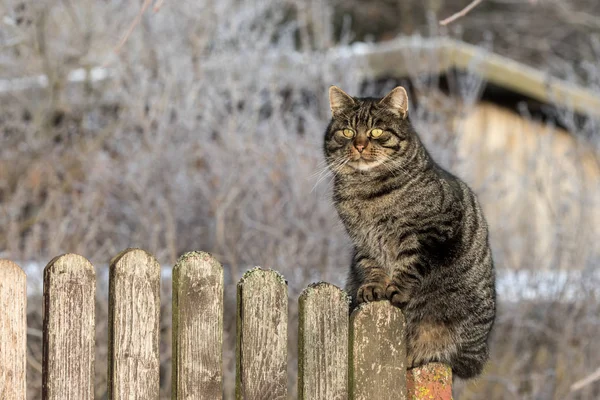 Kedi üzerinde ahşap çit