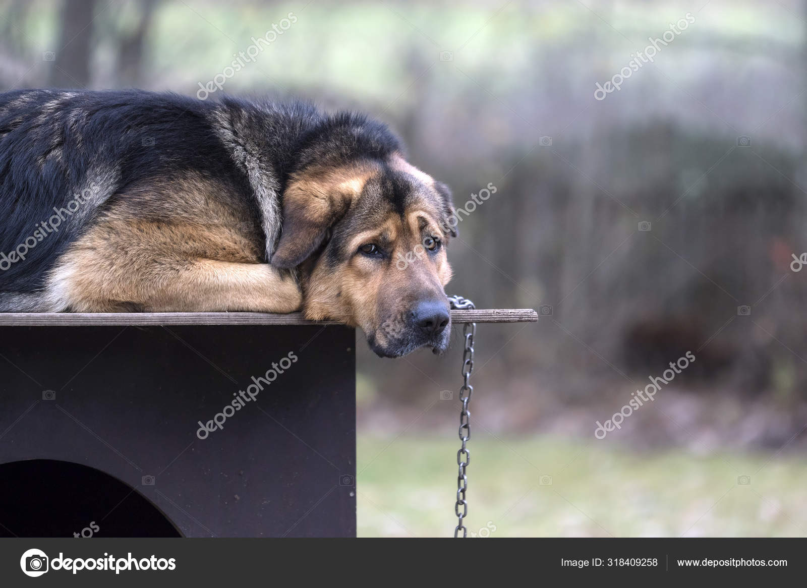 german shepherd dog chain
