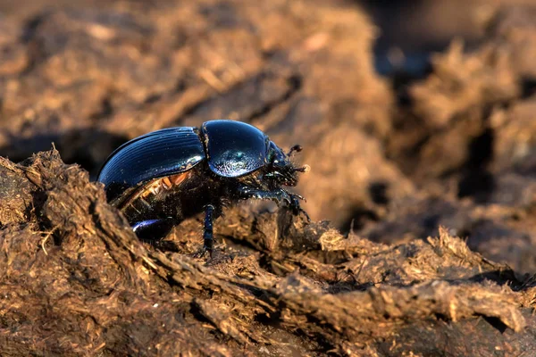 Dung Beatle Geotrupes Stercorarius Trágyán — Stock Fotó