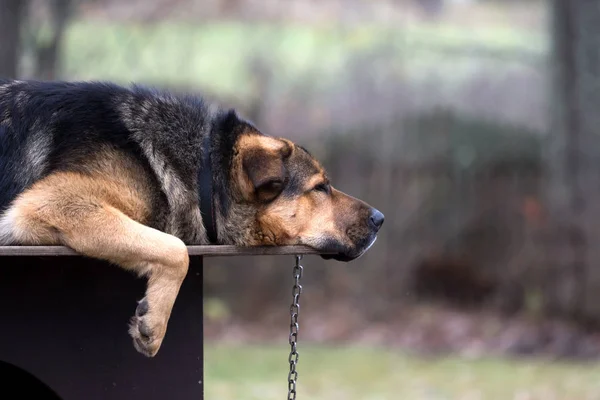 Köpek kulübesinde zincirli üzgün bir köpek. Bu Tibet mastırı ve Alman çoban köpeğinin melezi..