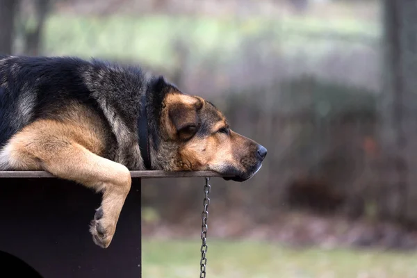 Trauriger Hund Einer Kette Auf Hundehütte Liegend Dies Ist Eine lizenzfreie Stockbilder