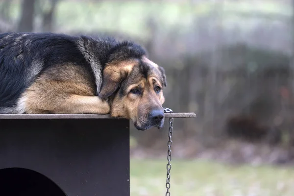 Trauriger Hund Einer Kette Auf Hundehütte Liegend Gelangweilter Hund Dies Stockfoto