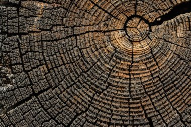 Ağaç halkaları ve çatlaklar eski kahverengi ile gri çam ağacı ucu.