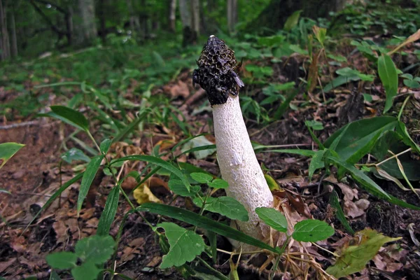 Tavallinen Haisunäätä Phallus Impudicus Kärpäsillä Tämä Peniksen Muotoinen Sieni Yleinen — kuvapankkivalokuva