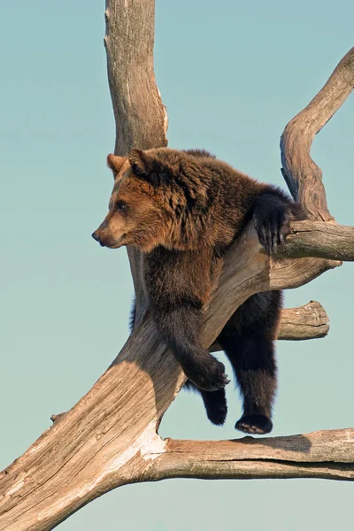 Urso Subir Árvore Céu Azul Fundo Cores Ensolaradas Vintage — Fotografia de Stock