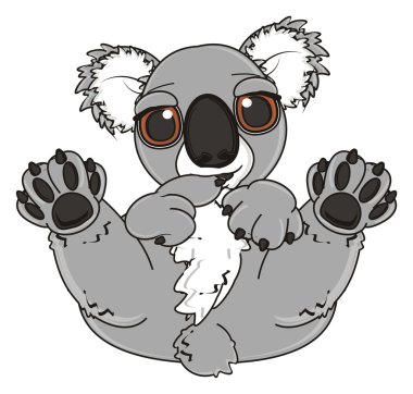 utangaç gri koala