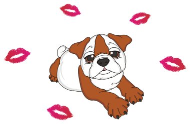 bulldog, şirin köpek yavrusu