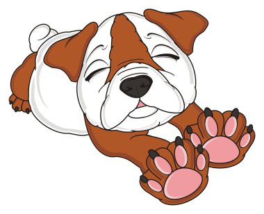 bulldog, şirin köpek yavrusu