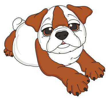 bulldog, şirin köpek yavrusu