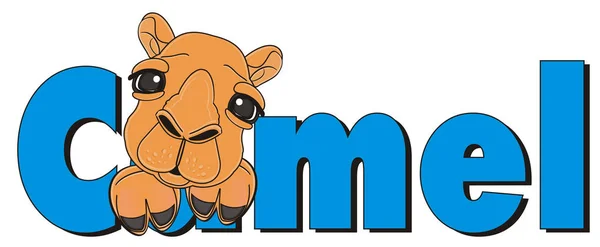 Schattig volwassen bruin kameel — Stockfoto