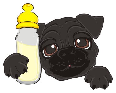 sevimli siyah boksör