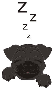 sevimli siyah boksör