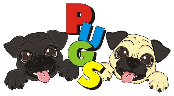 twp puppies of pugs