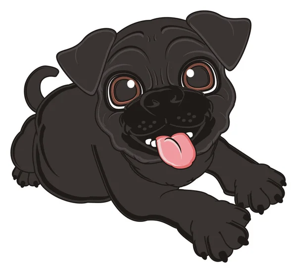 Cute black pug — Stock Photo, Image