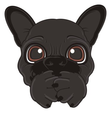 Siyah Fransız bulldog yavrusu