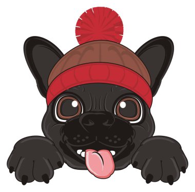 Siyah Fransız bulldog yavrusu