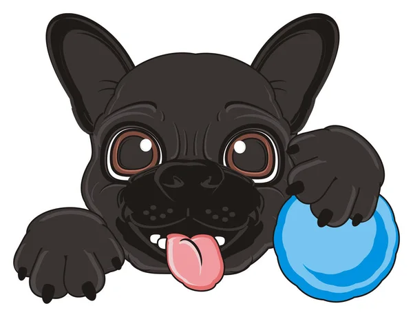 Cucciolo di bulldog nero francese — Foto Stock