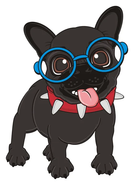 Puppy of black french bulldog — Stock Photo, Image