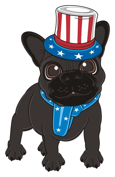 puppy of black french bulldog