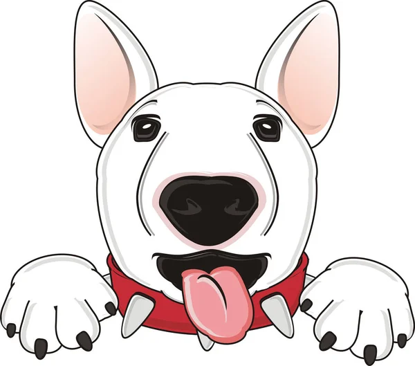 Weißer Bullterrier — Stockfoto