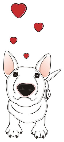 Белый бультерьер
