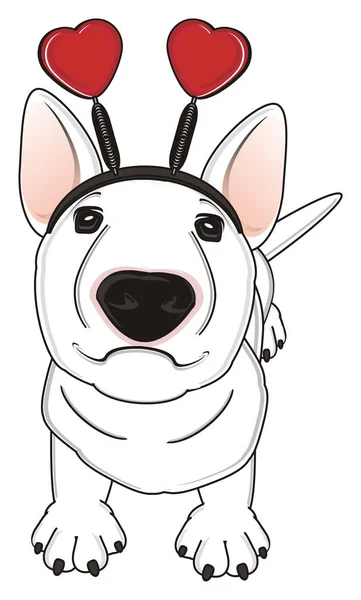 Weißer Bullterrier — Stockfoto