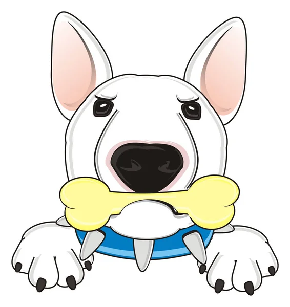 Vit bullterrier — Stockfoto