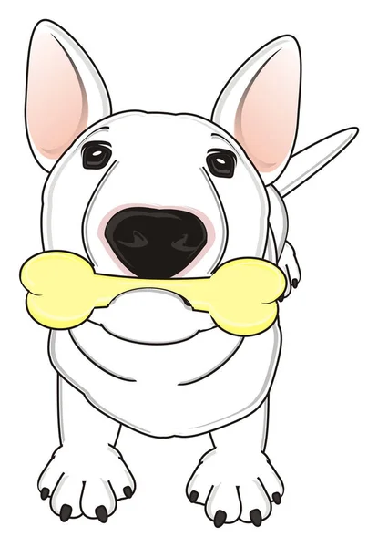 White bull terrierwhite bull terrier — Stock Photo, Image