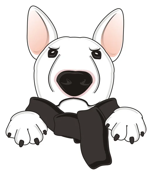 Weißer Bullterrier — Stockfoto