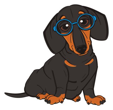 sevimli siyah dachshund