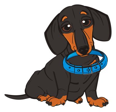 sevimli siyah dachshund