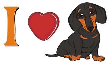 sevimli siyah dachshund