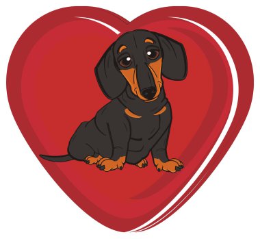 sevimli siyah dachshund