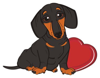 sevimli siyah dachshund