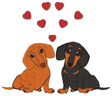iki sevimli dachshunds 