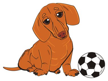 şirin turuncu dachshund