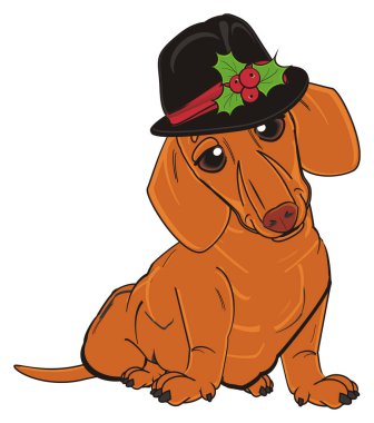 şirin turuncu dachshund