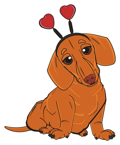 Cute orange dachshund — Stock Photo, Image