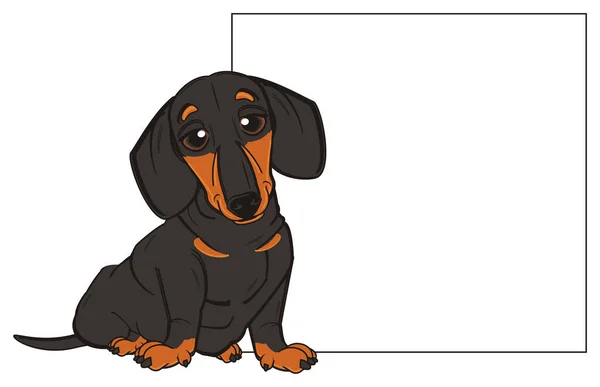 Lindo dachshund negro — Foto de Stock